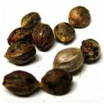 Семена марихуаны АК-47 (Seeds AK-47) в Нурлате Семена марихуаны АК-47 (Seeds AK-47) в Нурлате